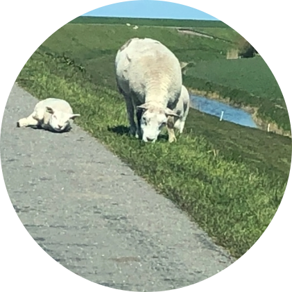 Bed and Breakfast Pelgrimshuuske omgeving